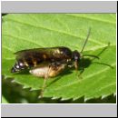 Argogorytes mystaceus - Ragwurz-Zikadenwespe 01.jpg